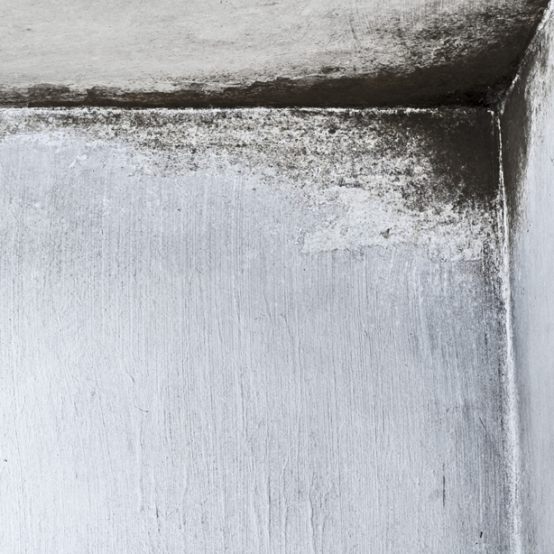 Mold: Early Signs of Mold Development - Amity Environmental - Calgary Mold Experts