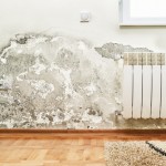 Mould: Why DIY Removal Won't Solve the Problem - Amity Environmental - Mould Removal Experts Calgary
