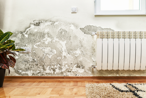 Mould: Why DIY Removal Won't Solve the Problem - Amity Environmental - Mould Removal Experts Calgary