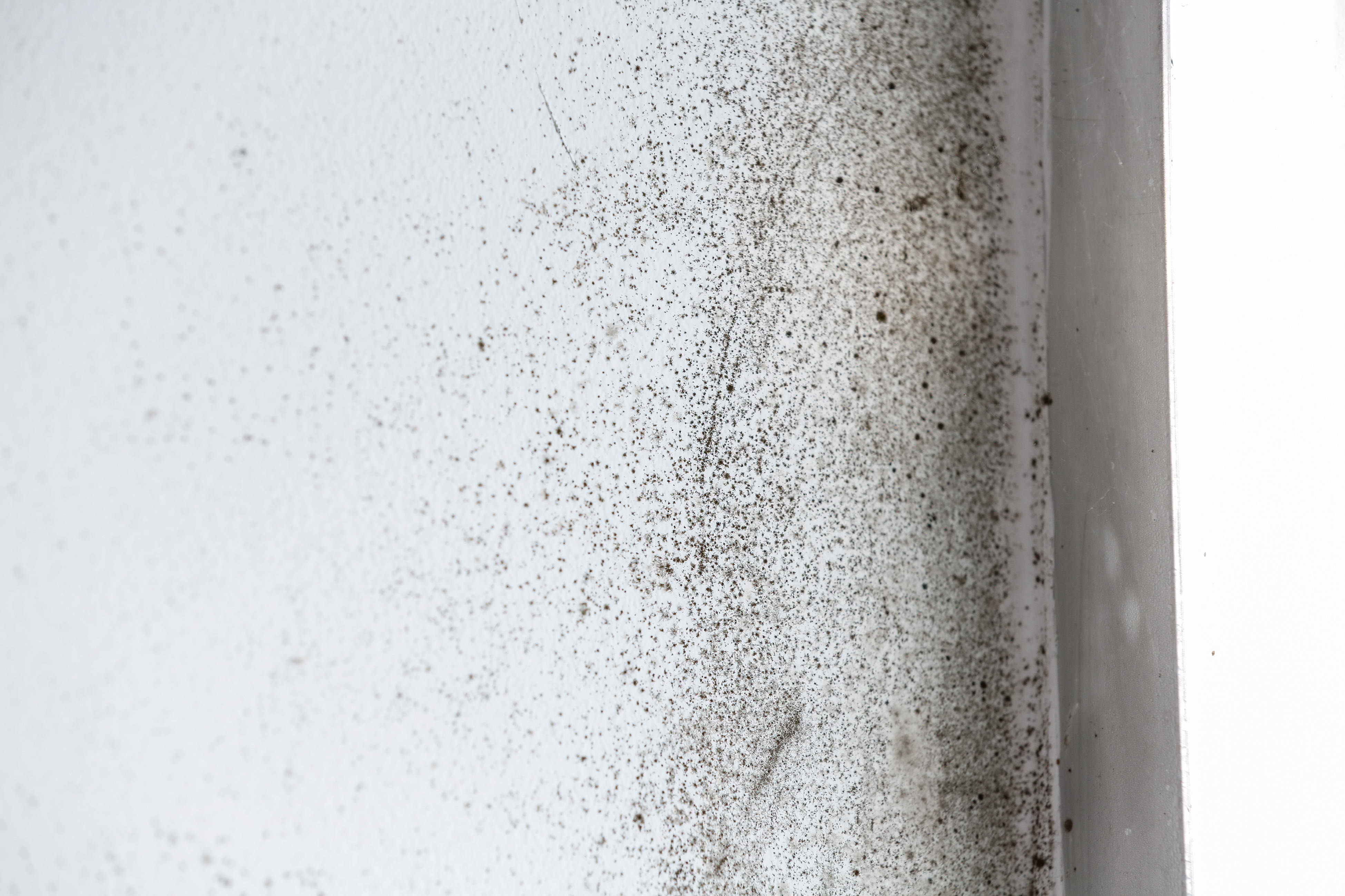 Mold: How Well Did Your Home Weather the Rainy Season? - Amity Environmental - Mould Experts Calgary