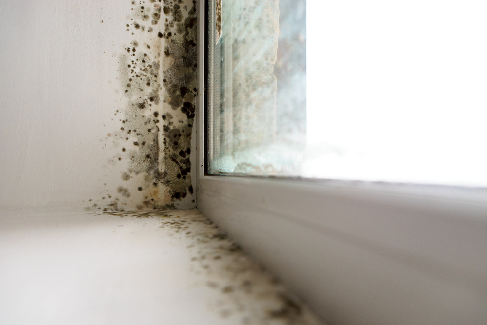 3 Interesting Facts about Mould - Amity Environmental - Mold Removal Experts