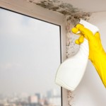 Three Early Signs of Mould Growth - Amity Environmental - Asbestos Inspection Calgary
