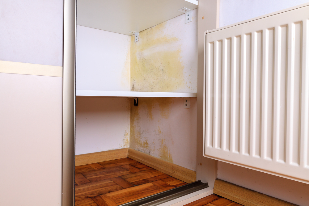 3 Mould Myths to be Wary Of - Amity Environmental - Mold Removal Calgary
