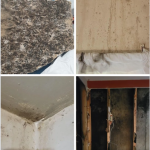 Mold residue from a grow op, 4 images of different mold growth that can be seen after a grow op has been discovered