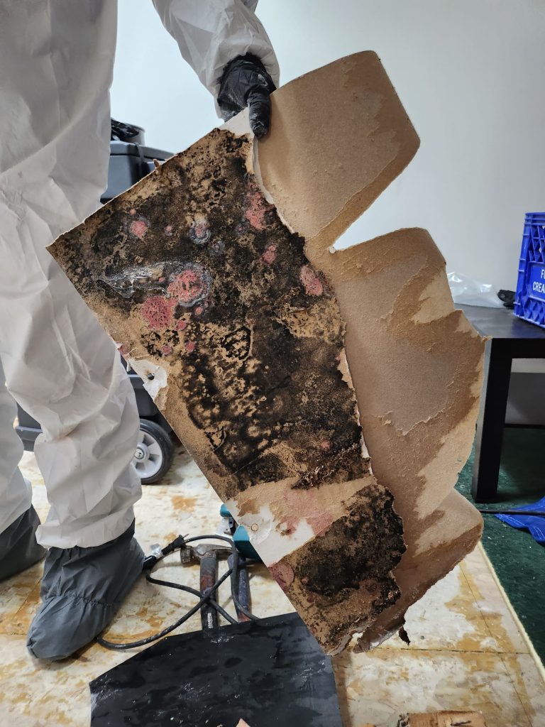 When you hear the words "mold" and "mildew," you might picture the same thing: unsightly patches of fungus that appear in damp areas.  Mildew is mold in its early stage and often the term is used interchangeably with the word mold.  While both are types of fungi that thrive in moist environments, they have distinct characteristics, appearances, and preferred growing environments.